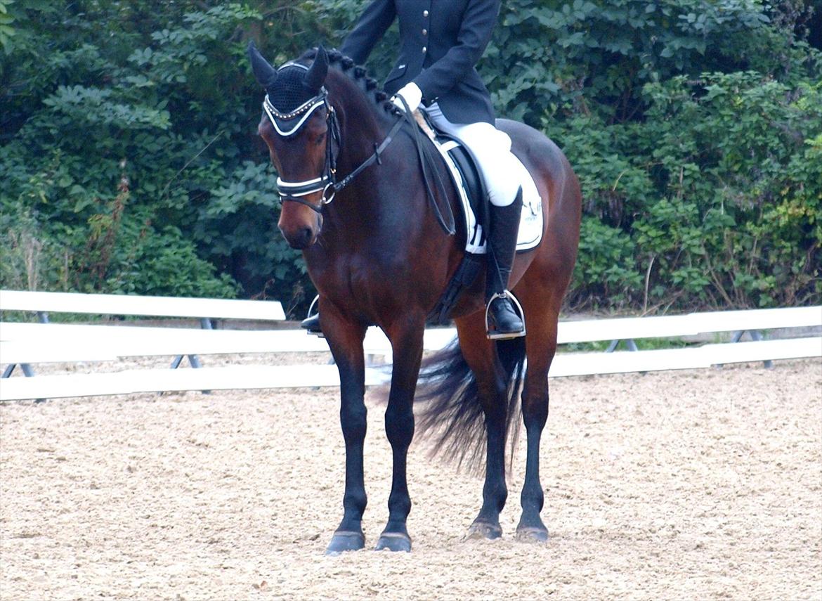 Connemara Nygårds Felix (B-pony) - Parade i PRI.  billede 17