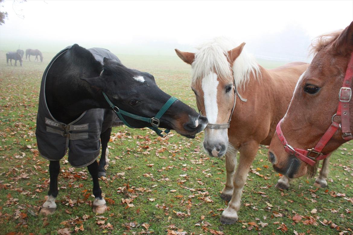 Anden særlig race Taco <3 *soulmate* - Taco og Whiskey.. Sidste dag på folden :'(
Lørdag d.29.10.11 foto mig billede 19