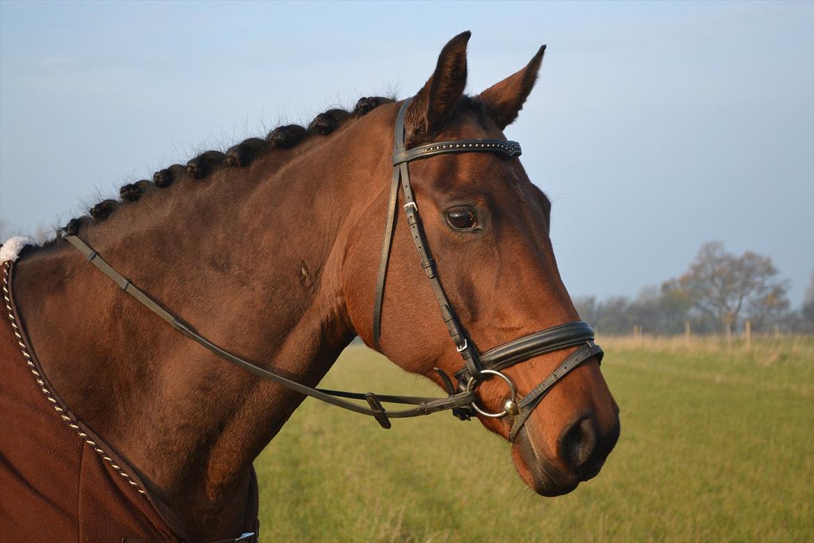 Dansk Varmblod Bounty Af Granlygård - Til stævne Thurø Rideklub d. 5. nov 2011. Foto: mig billede 10