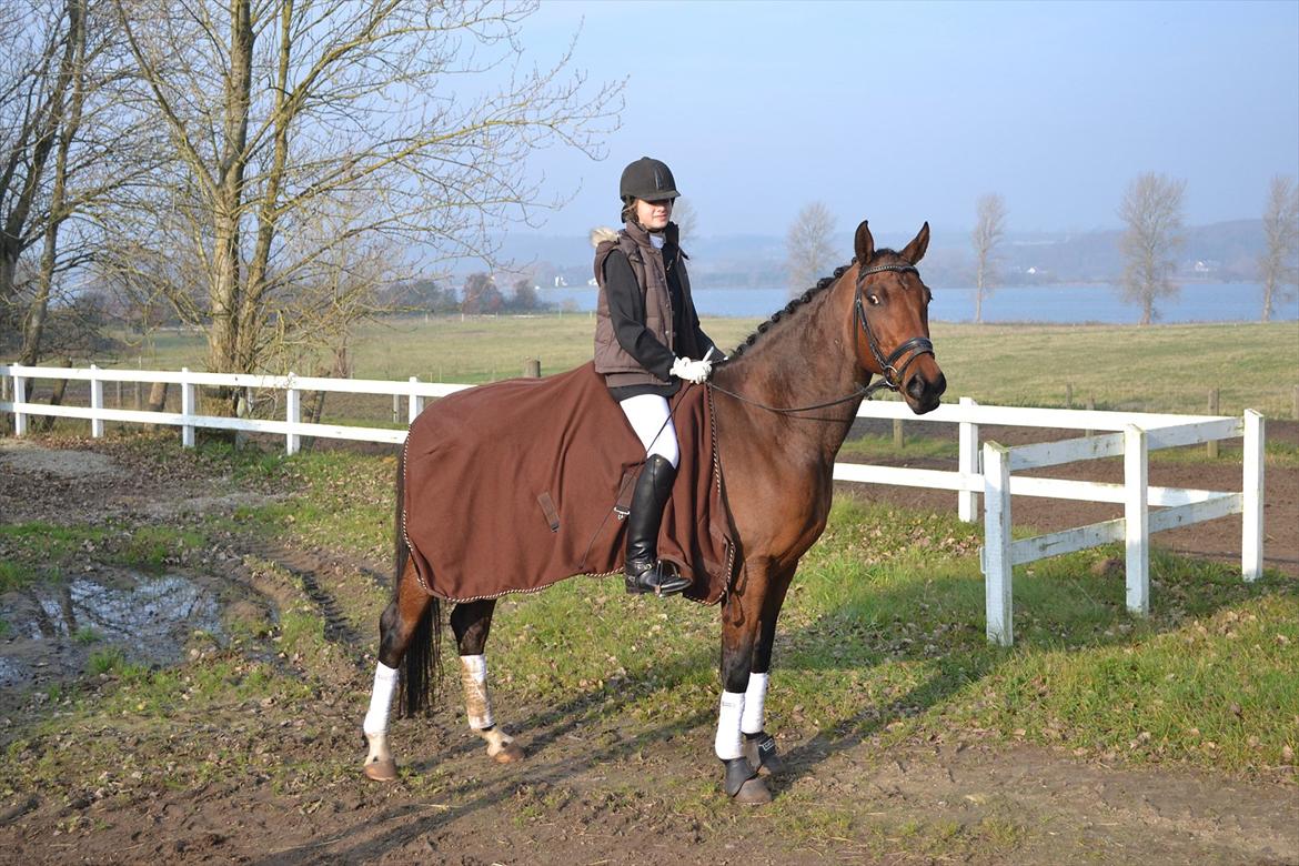 Dansk Varmblod Bounty Af Granlygård - Til stævne Thurø Rideklub d. 5. nov 2011. Foto: Min mor billede 9