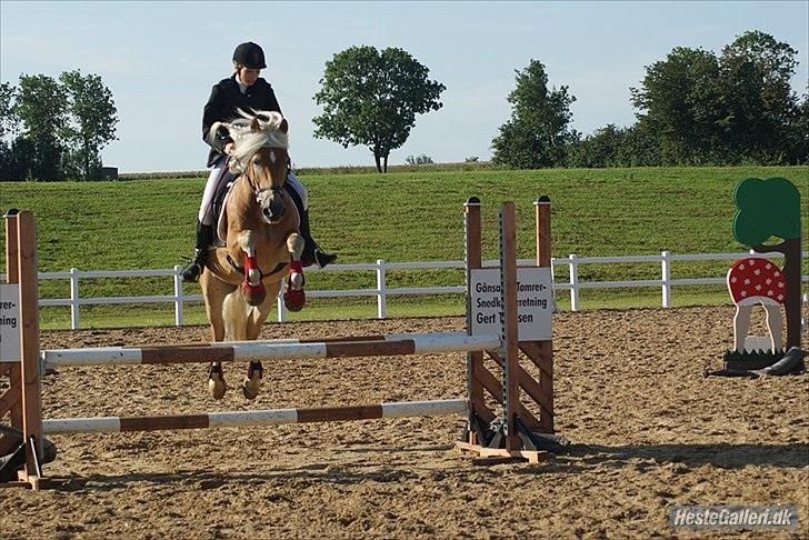 Haflinger Kløvs Wito - DM 2011 billede 15