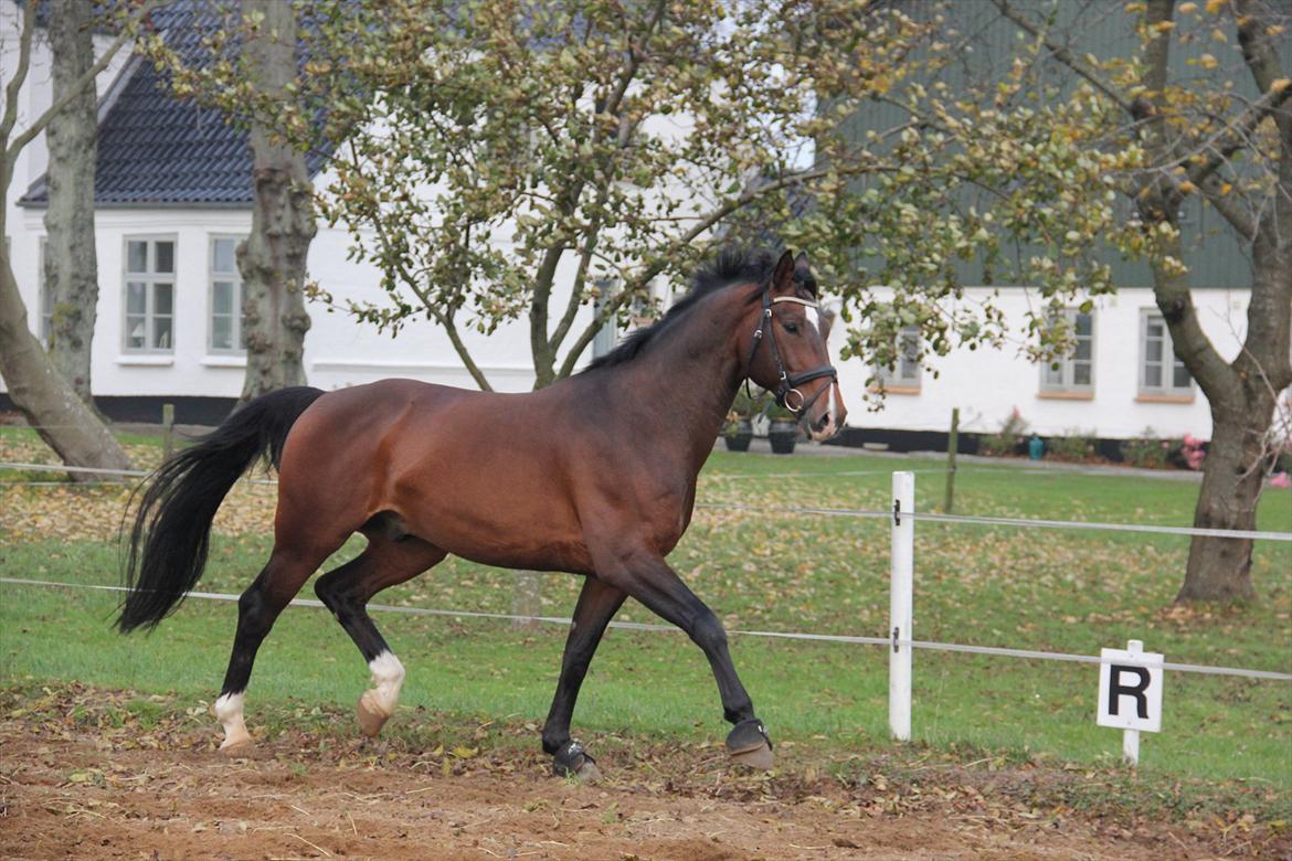 Dansk Varmblod Free Willy; Babyface <3 B-hest! billede 7