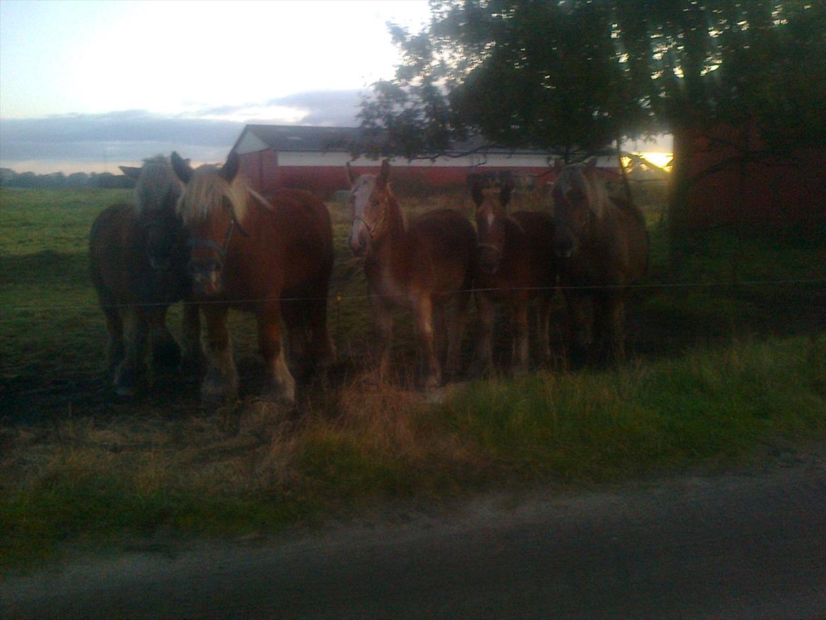 Jyde Kira Af Aggersgård RIP - fra venstre er kira, camilla og laura er i midten så ditte og dawn til højre. det hele startede med kira.  billede 17