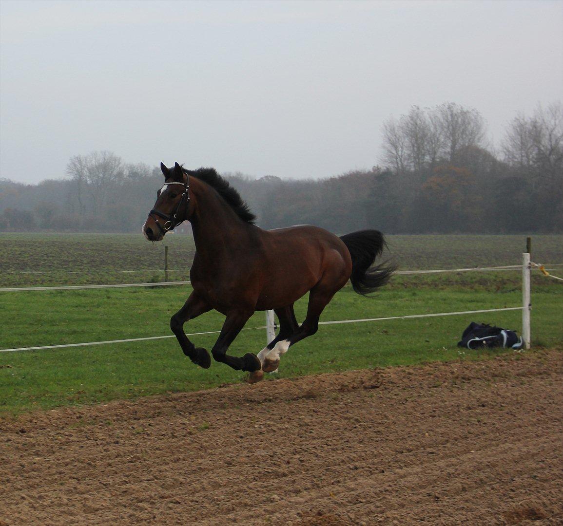 Dansk Varmblod Free Willy; Babyface <3 B-hest! billede 10
