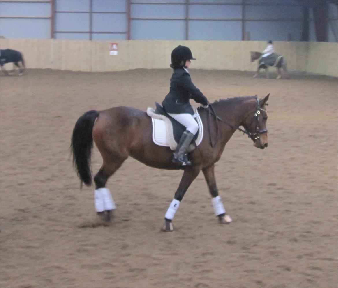 Anden særlig race Cher - Kig ikke på mig men hesten ! Opvarming til Ld 1 billede 15