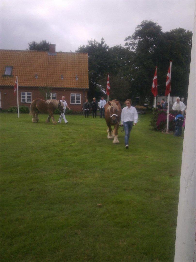 Jyde Camilla Af Aggersgård - Karensminde dyrskue 2011. her fik camilla 23 point og en ærespræmie billede 16