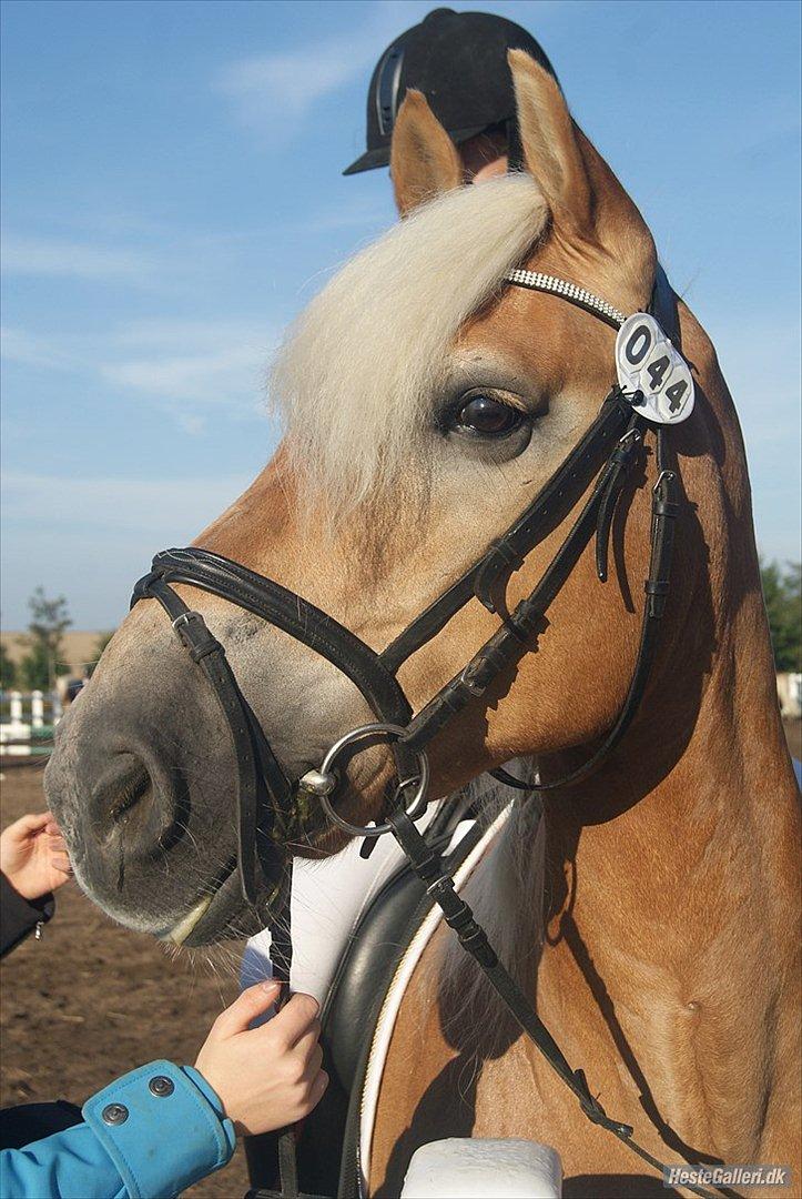 Haflinger Kløvs Wito - Smukke - DM 2011 billede 9