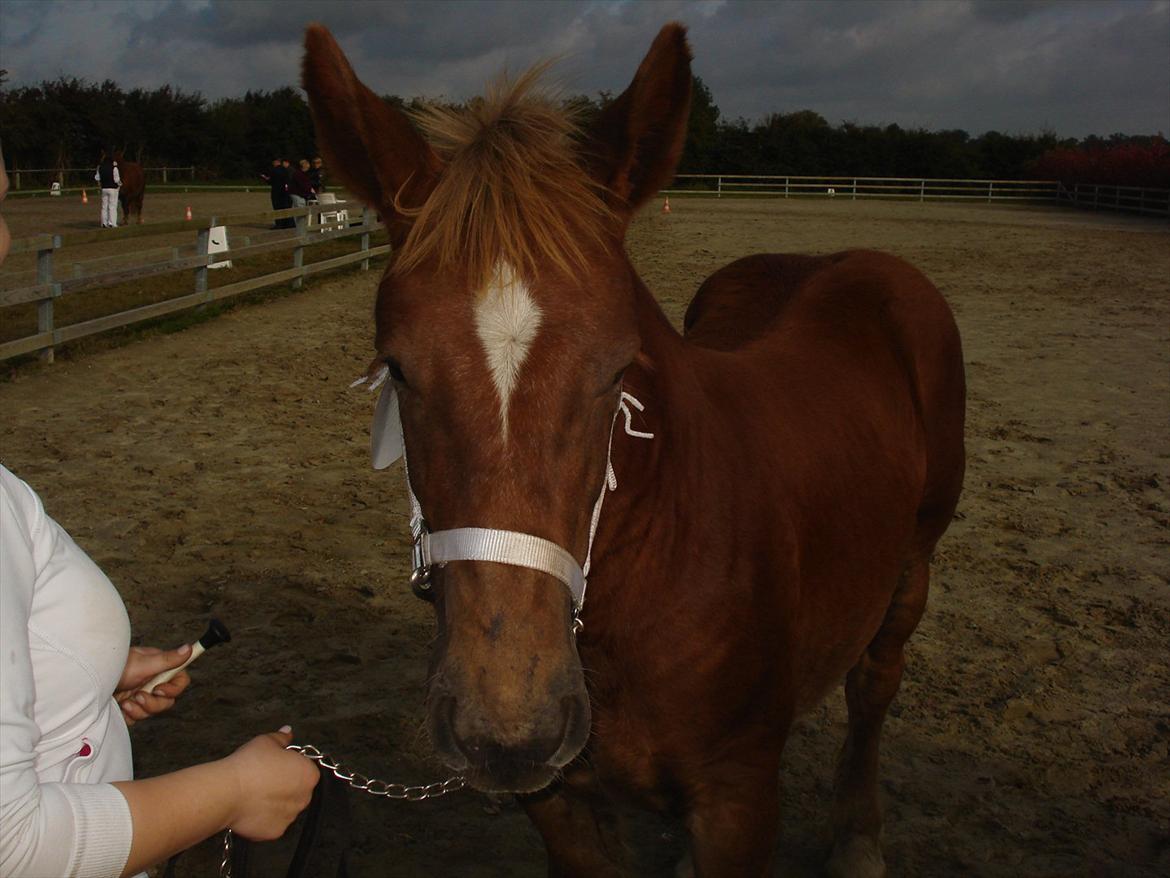 Jyde Ditte af veerst billede 16