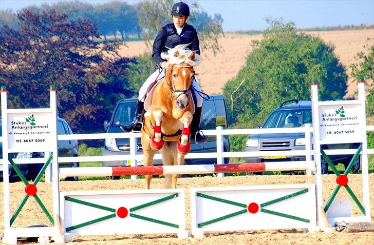 Haflinger Kløvs Wito - DM 2011 <3 Bedste bedste bedste weekend ever!! billede 11