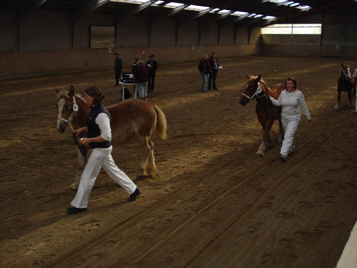 Jyde Laura af veerst - Revsø 2011 laura gik 4 ud af 5. det skal nok blive meget bedre. billede 16