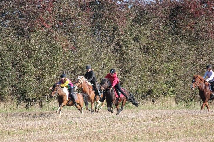 Haflinger Kløvs Wito - Jordetur 2011 - Med Charlotte, Linda og Natascha :D billede 13