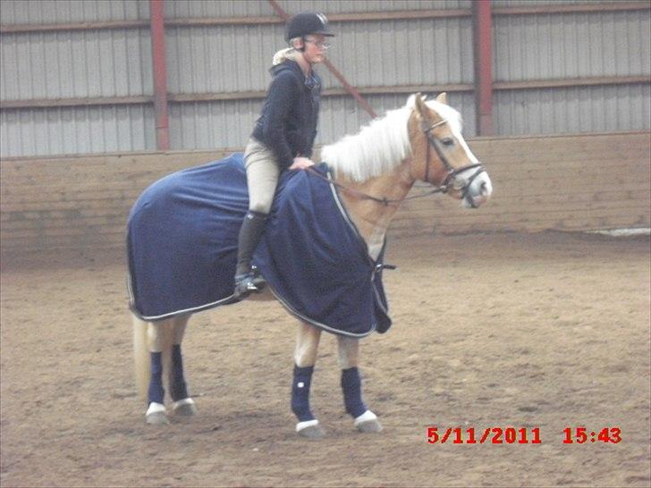 Haflinger Prins - Opvarmning
Foto: Min mor billede 11