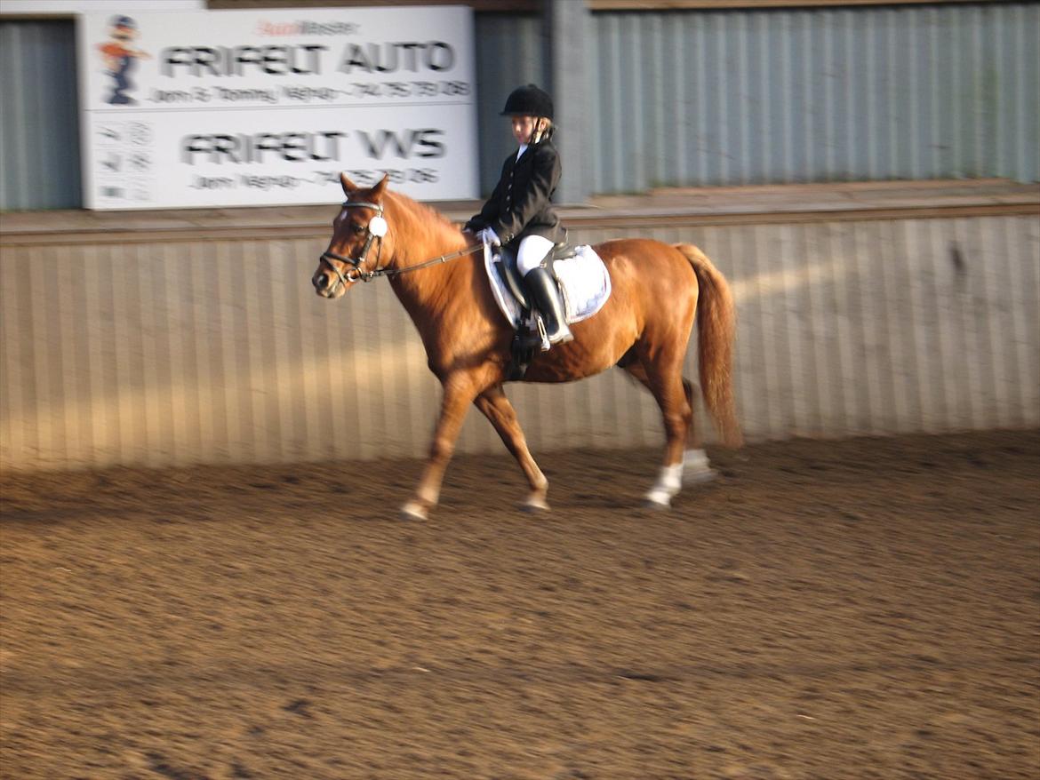 Anden særlig race magic star - min dejlige hest  billede 4