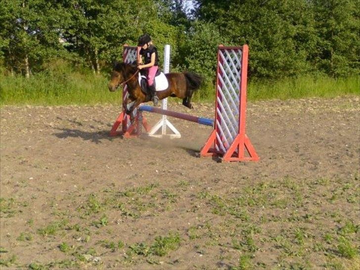 Shetlænder Molly - Mig og Molly der springer 50 til 60 cm i Vadum Rideklub<3  billede 3