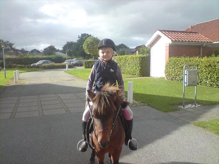 Shetlænder Molly - Min dejlige lillesøster på Molly <3
 billede 4