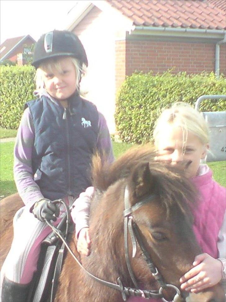 Shetlænder Molly - Min søde lillesøster på Molly og mig ved siden af:D<3
 billede 5