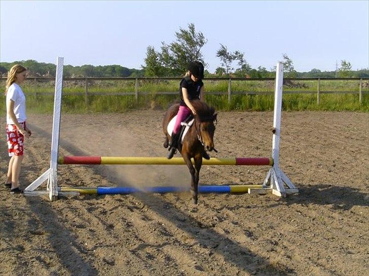 Shetlænder Molly - Molly der springer 30 cm<3 billede 6