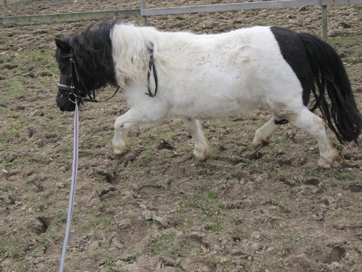 Shetlænder Mette billede 4