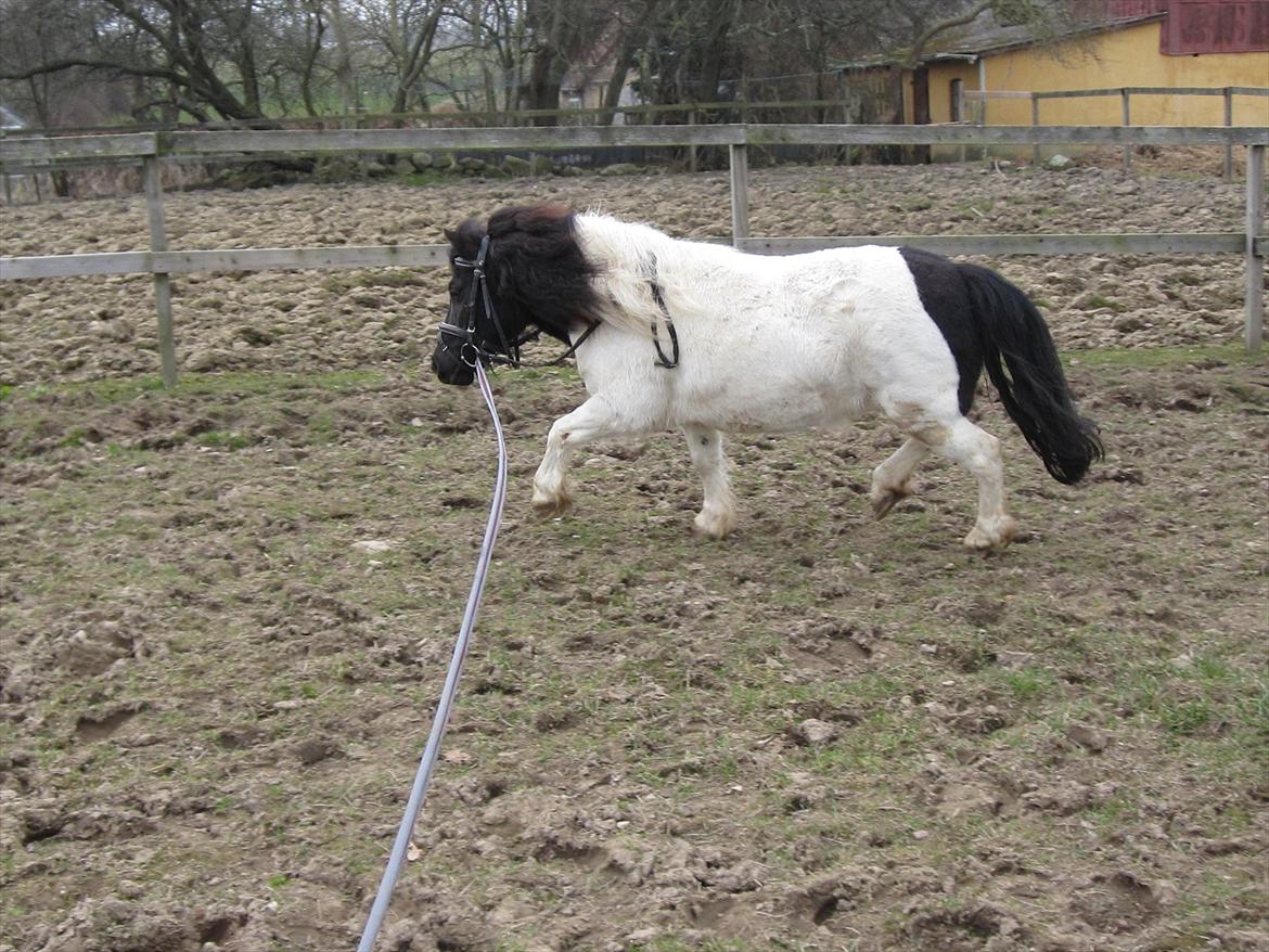 Shetlænder Mette billede 5
