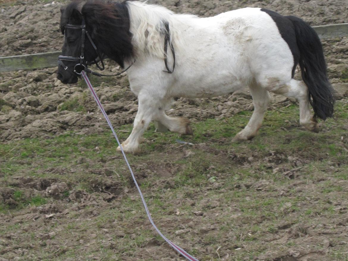 Shetlænder Mette billede 6