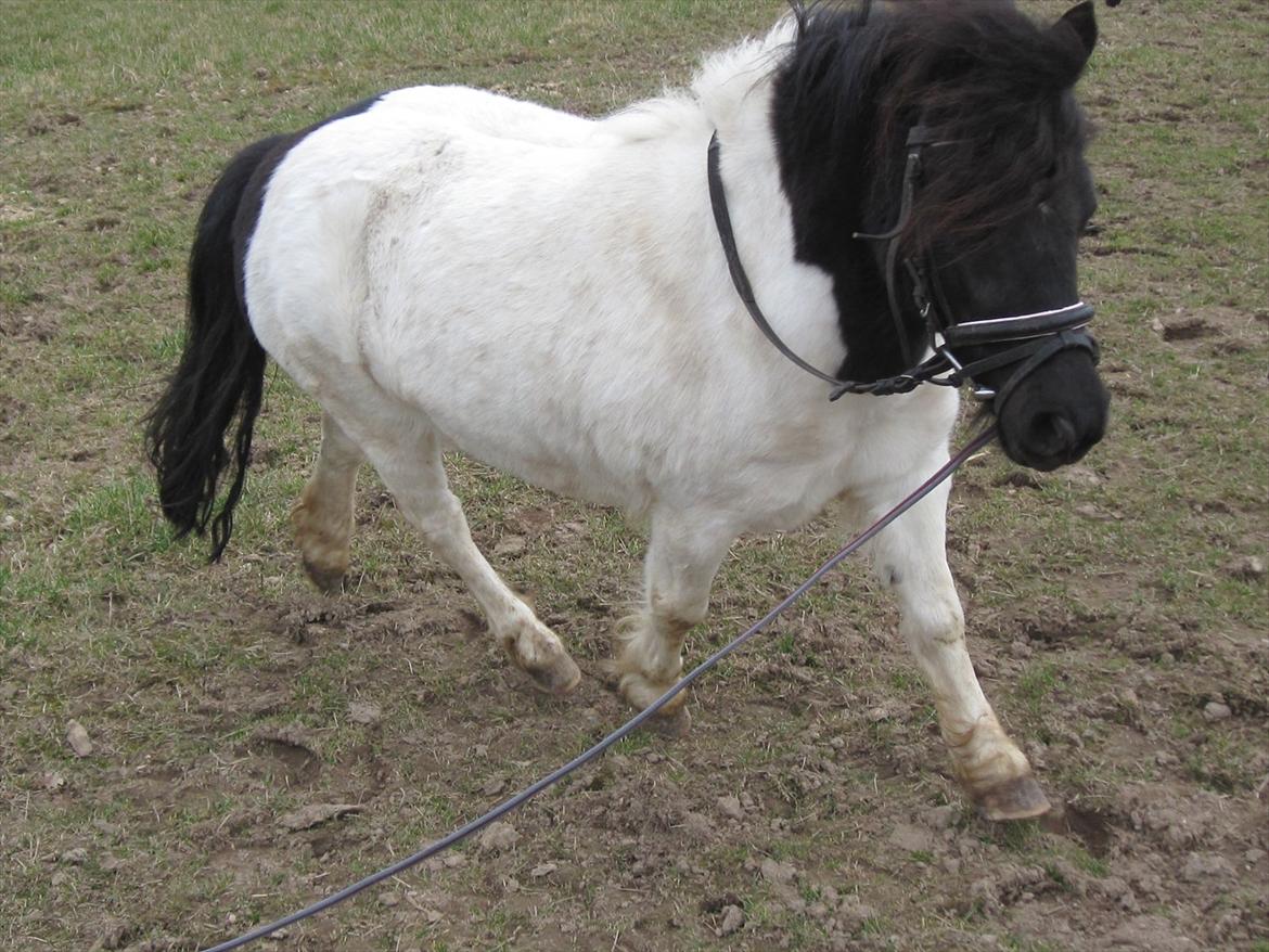 Shetlænder Mette billede 7