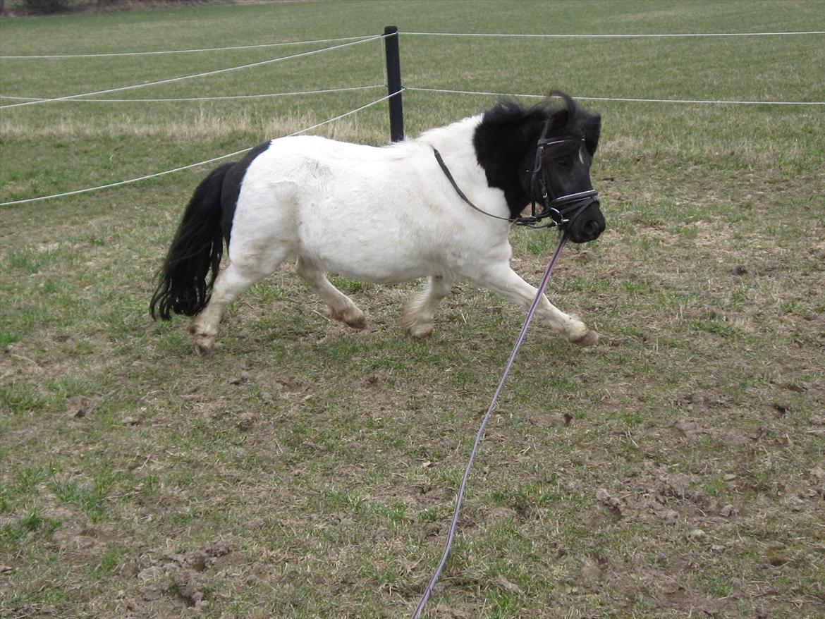 Shetlænder Mette billede 8