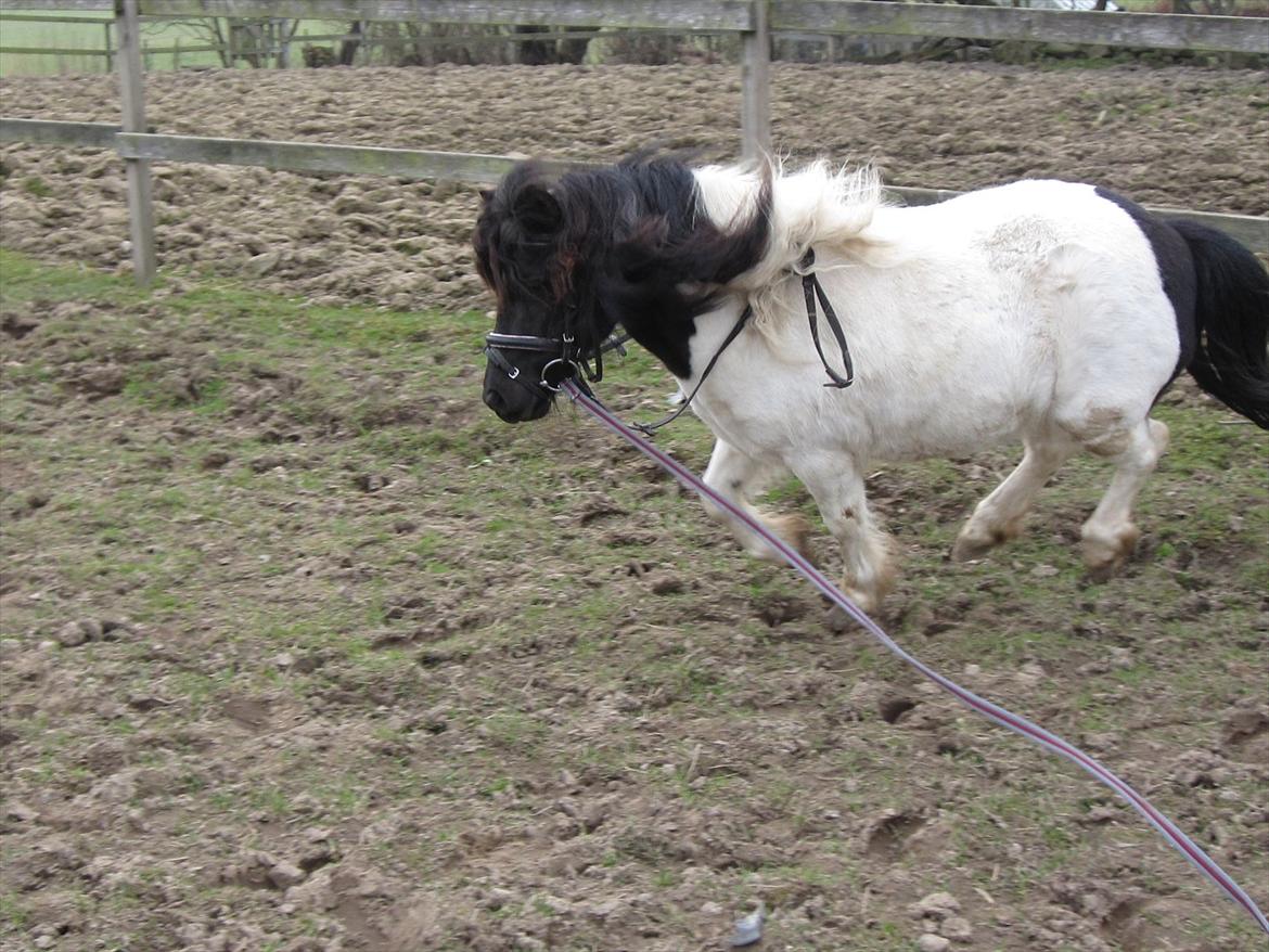 Shetlænder Mette billede 9