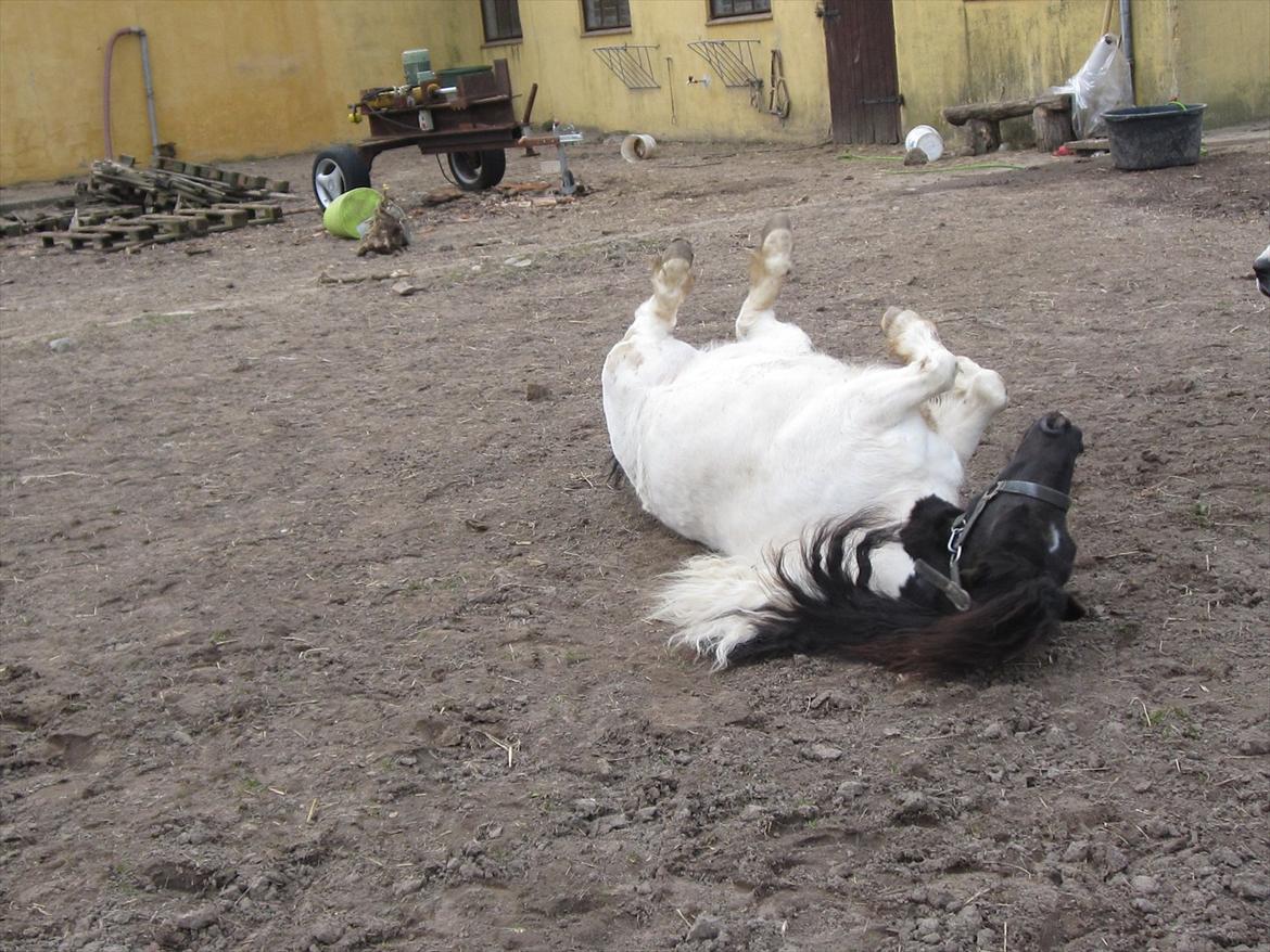 Shetlænder Mette billede 10