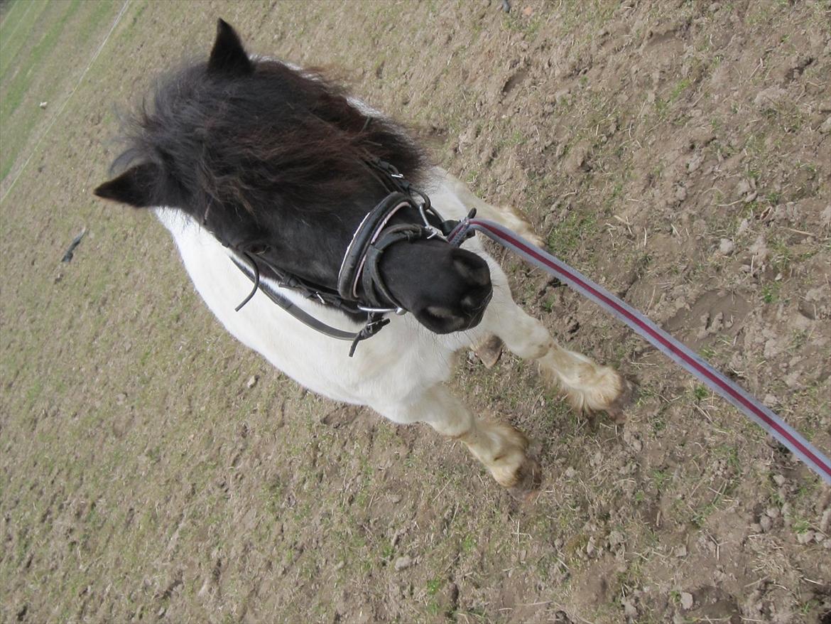 Shetlænder Mette billede 11