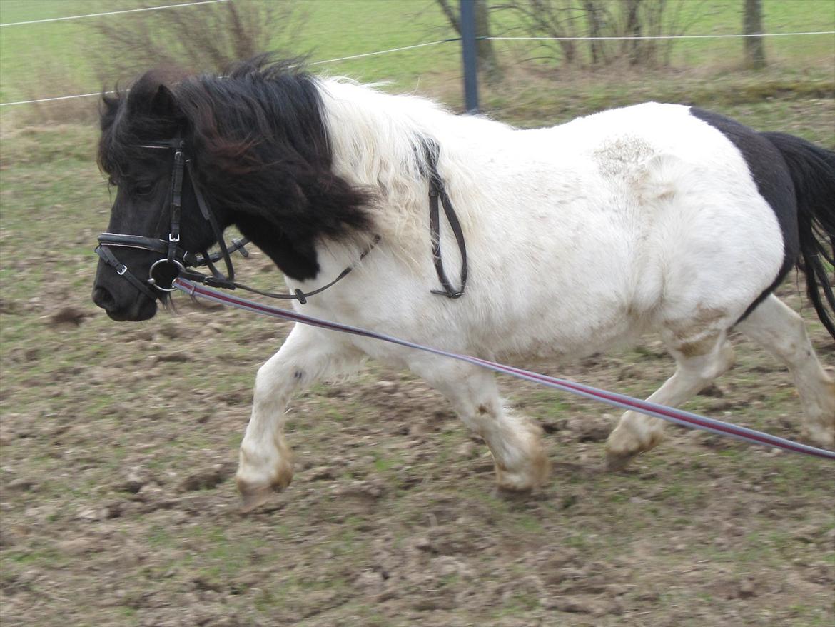Shetlænder Mette billede 12