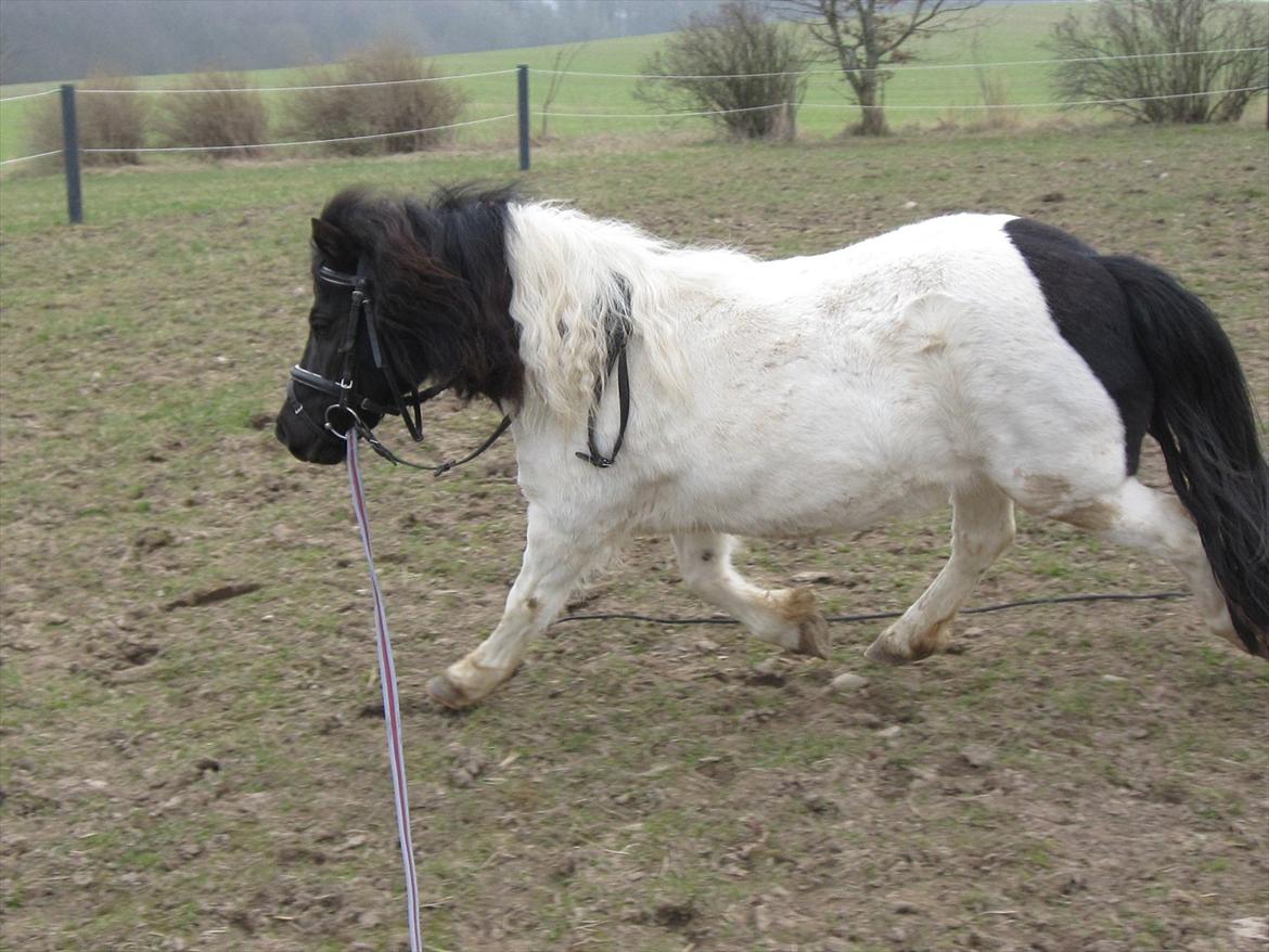Shetlænder Mette billede 13