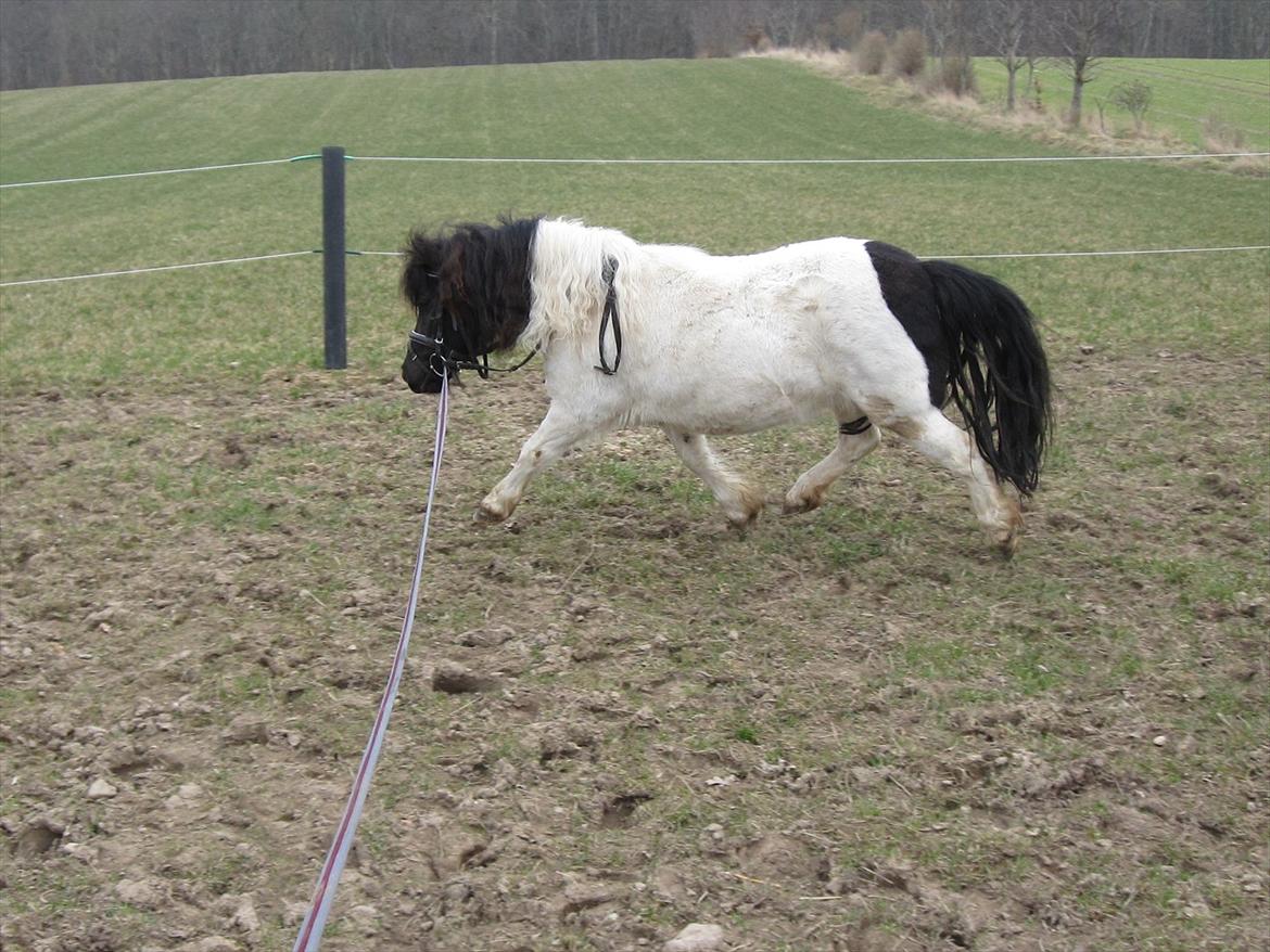 Shetlænder Mette billede 14