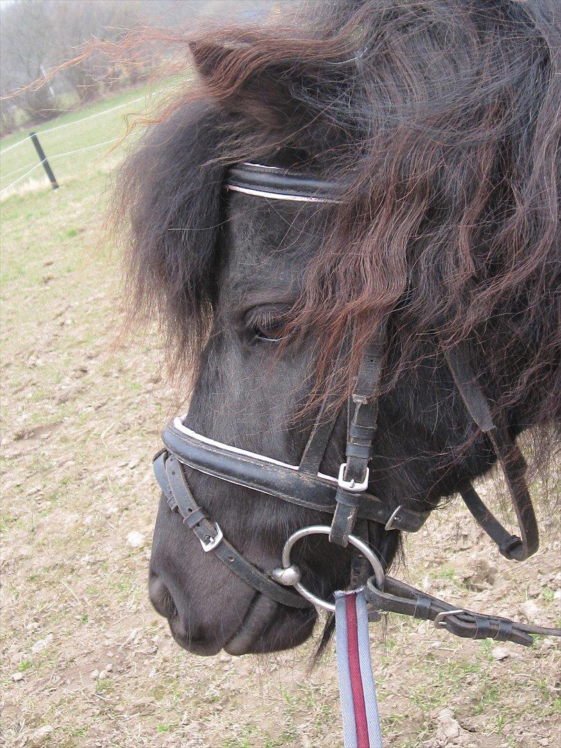 Shetlænder Mette billede 15