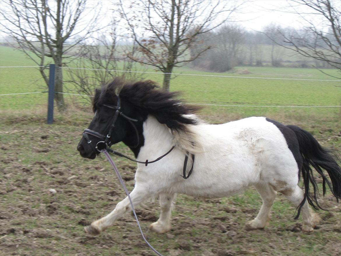 Shetlænder Mette billede 16