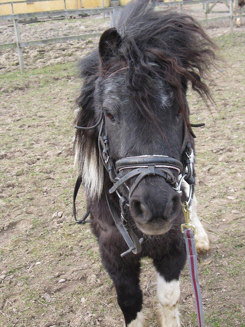 Anden særlig race ferdinand billede 16
