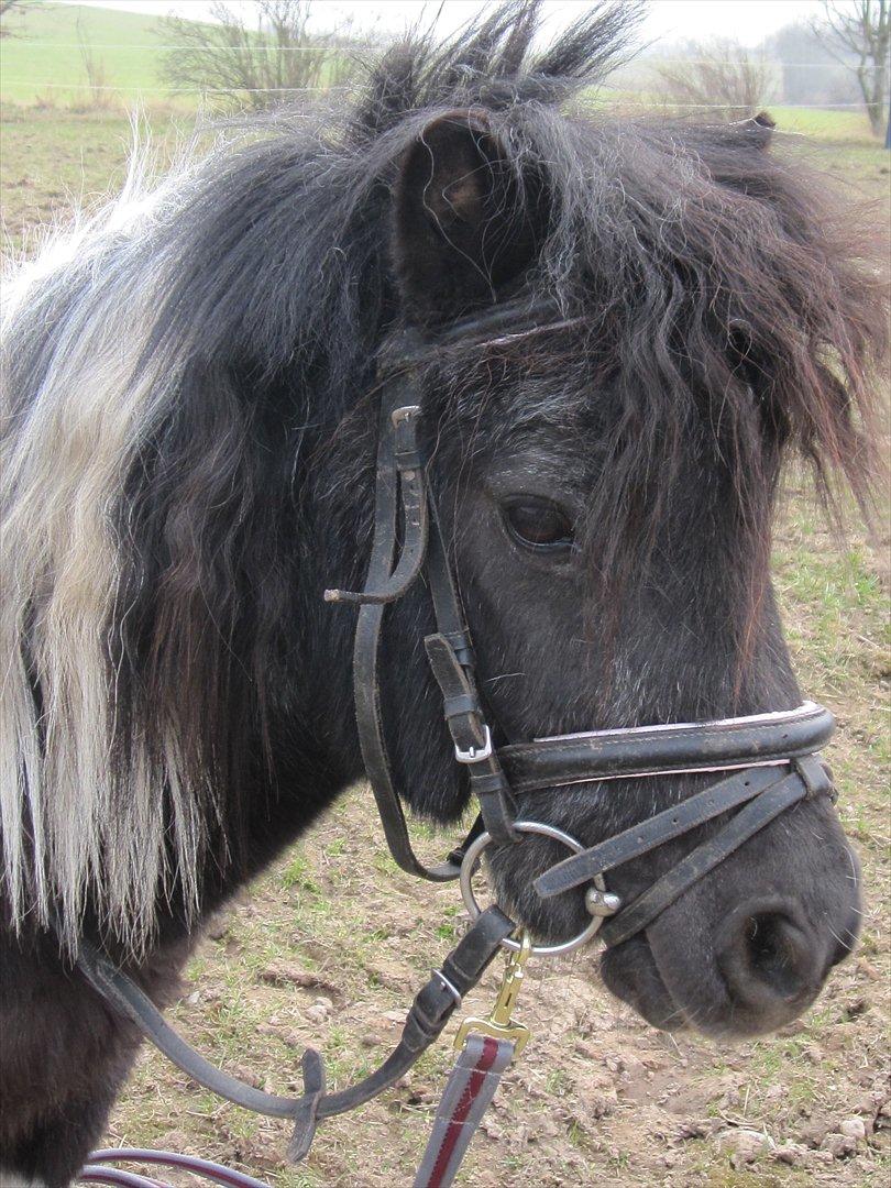 Anden særlig race ferdinand billede 17