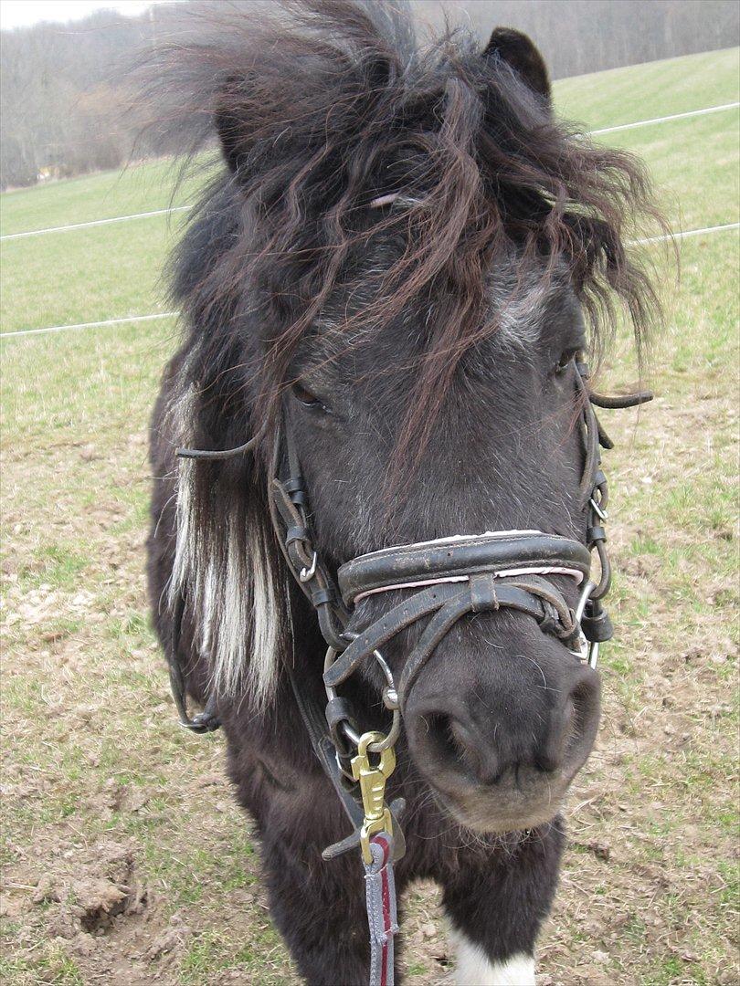Anden særlig race ferdinand billede 18