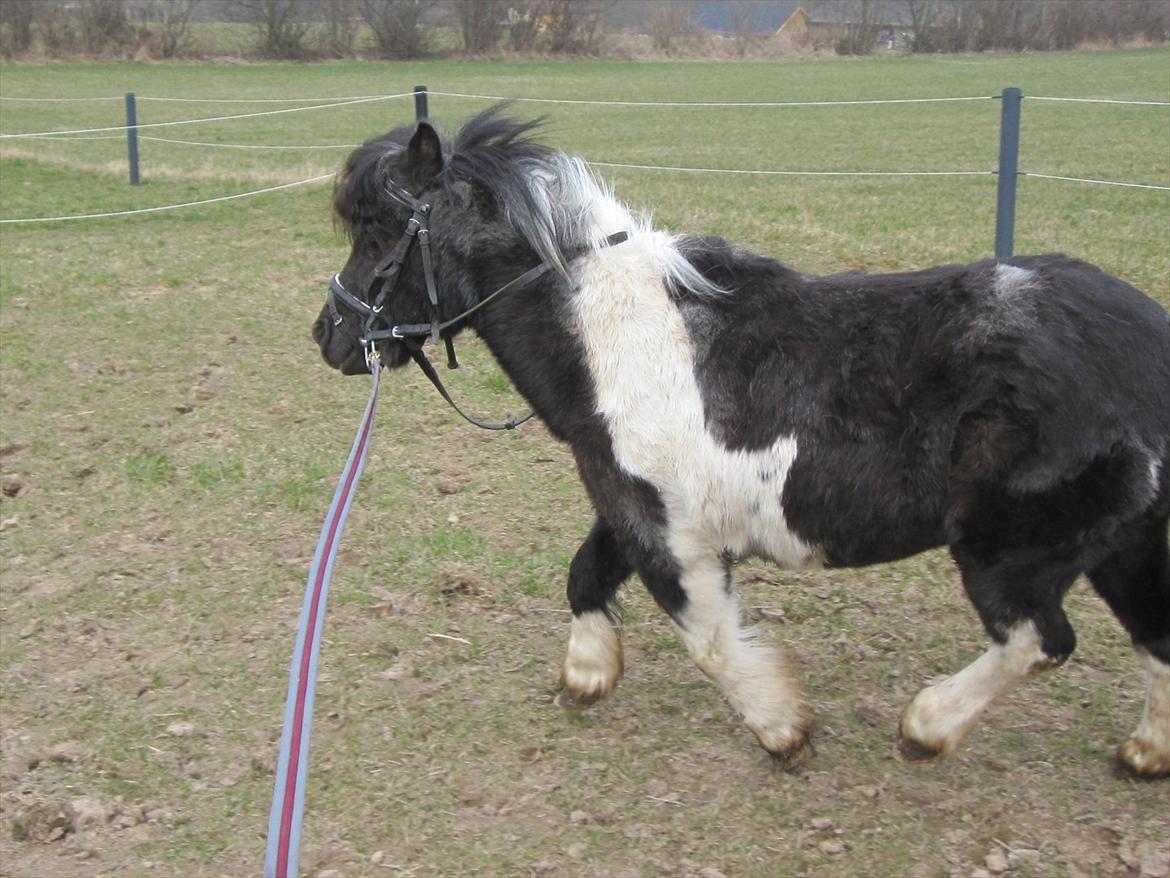 Anden særlig race ferdinand billede 19