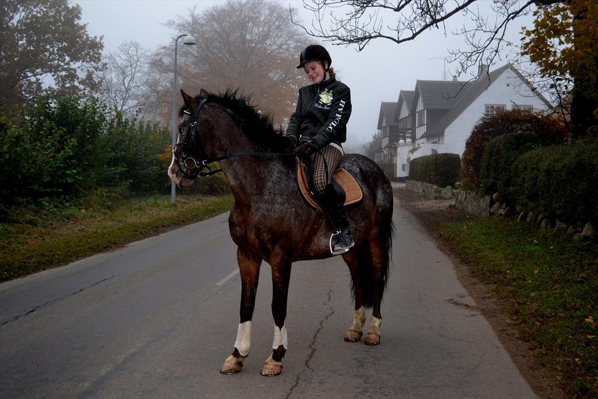 Fransk Sportspony Manel *Soul Mate* billede 8