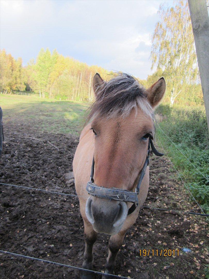 Fjordhest Frodo - Nurh du er så sød!<3 billede 15
