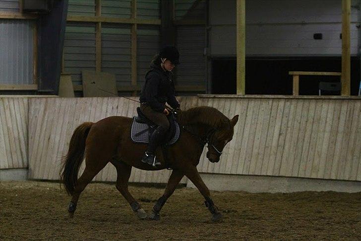 Anden særlig race Bayard billede 1