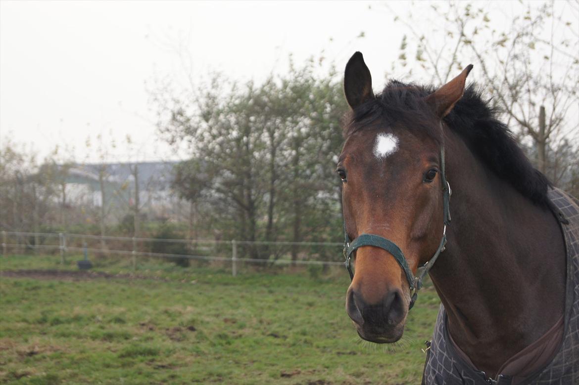 Dansk Varmblod Trekroners La' Cour - hey love billede 3