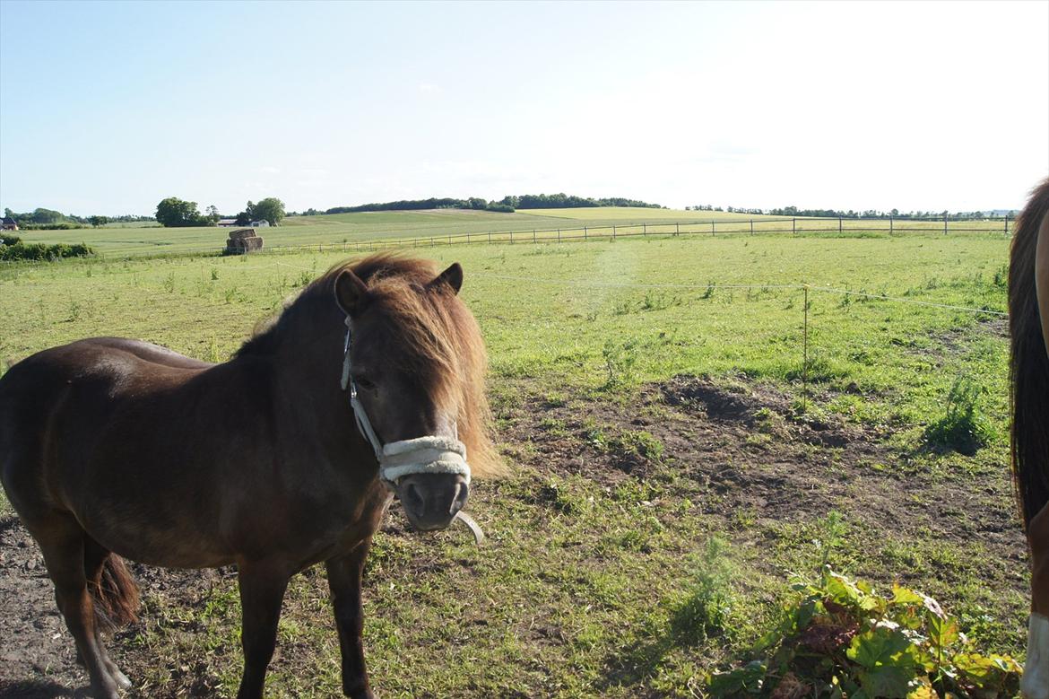 Shetlænder Bølle bob 'Bassen' billede 2