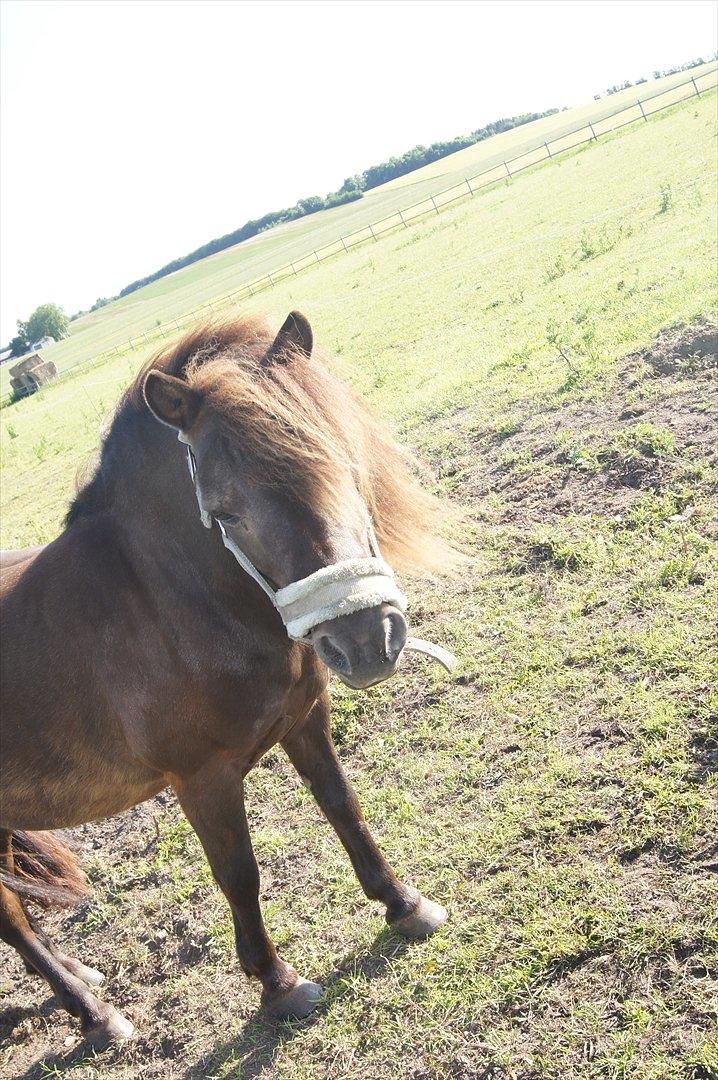 Shetlænder Bølle bob 'Bassen' billede 4
