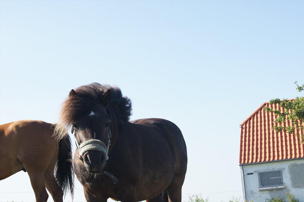 Shetlænder Bølle bob 'Bassen' - Sommeren 2011:)
Den bedste baby pony i verden:* billede 1