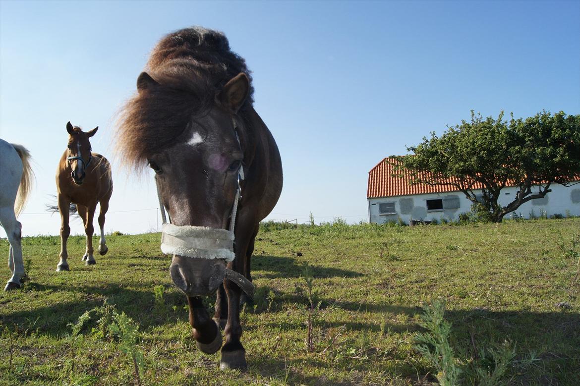 Shetlænder Bølle bob 'Bassen' billede 5