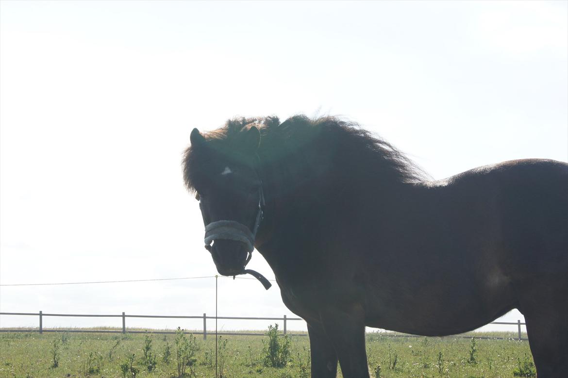 Shetlænder Bølle bob 'Bassen' billede 8