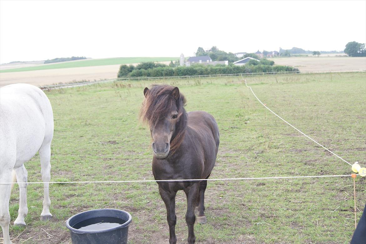 Shetlænder Bølle bob 'Bassen' billede 9