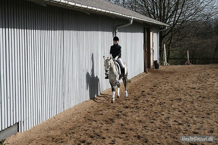 Anden særlig race Charmant  - Øgning til stævne :) billede 16