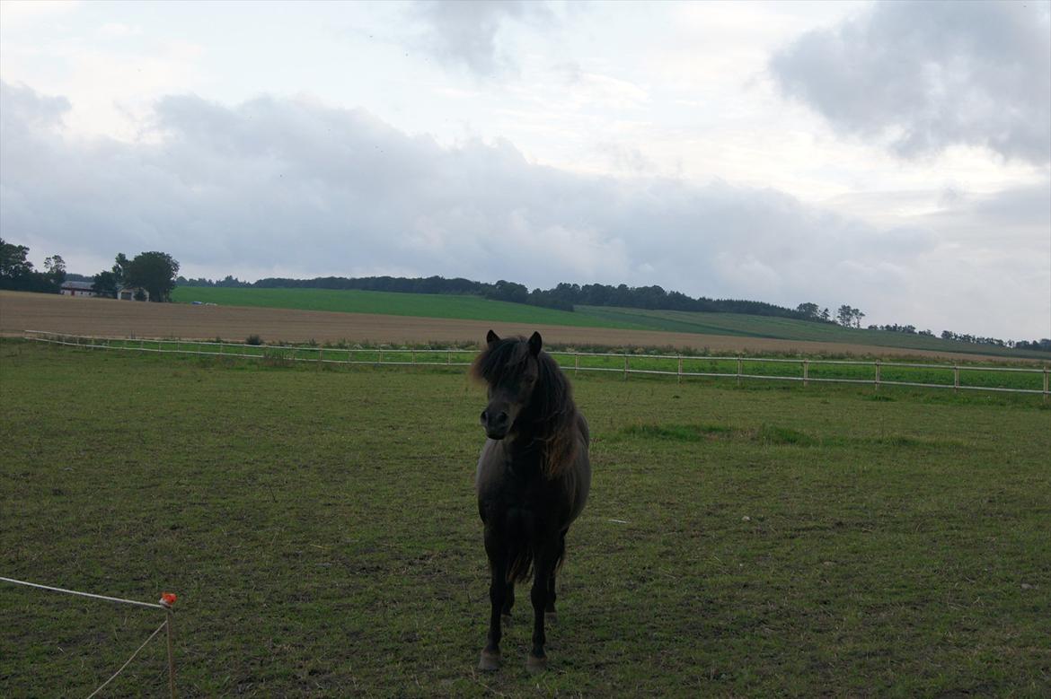 Shetlænder Bølle bob 'Bassen' billede 10